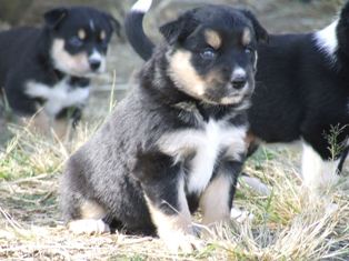Puppy 3